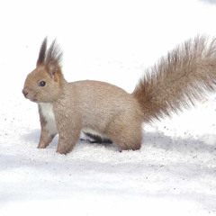 だらしナイト・雪