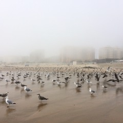 gulls
