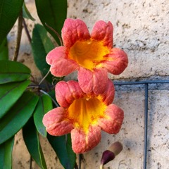 Baby, I Love Your Way