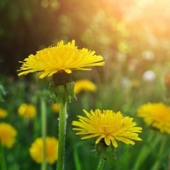 Dandelions
