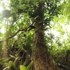 (Medly lab Jungle) remix