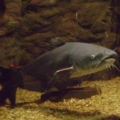 Del_F64.0 - 03 Hemmschwelle