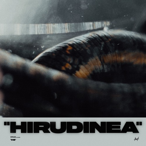 HIRUDINEA