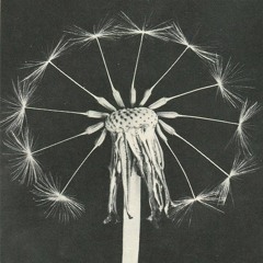 maxine funke - home fi