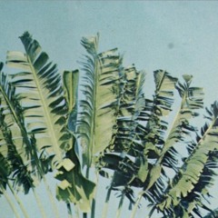 SUGIWA - PALM TREES