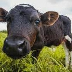 Money In The Bag (lil letho feat. yung mill)