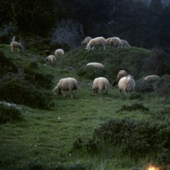 Supper With Shepherds