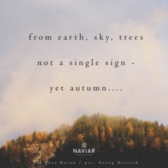 Naviarhaiku#274 /from earth, sky, trees
