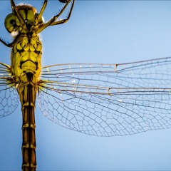 they, who fly with wings of glass