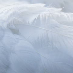 Voyage Of The Swan - Theme