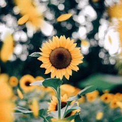 that Girl , that Sunflower
