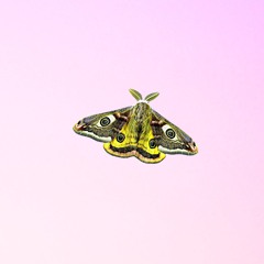 strange wings