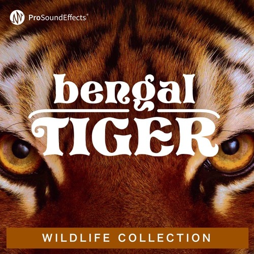 Listen to Bengal Tiger Roar Sound for Anyone Looking to Earn Their Stripes ( Sound of the Day) by Pro Sound Effects in Tiger roar playlist online for  free on SoundCloud