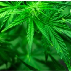 WLG Cannabis Legalization Webinar: Israel Update