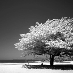 Shady (prod. Absolut-P)