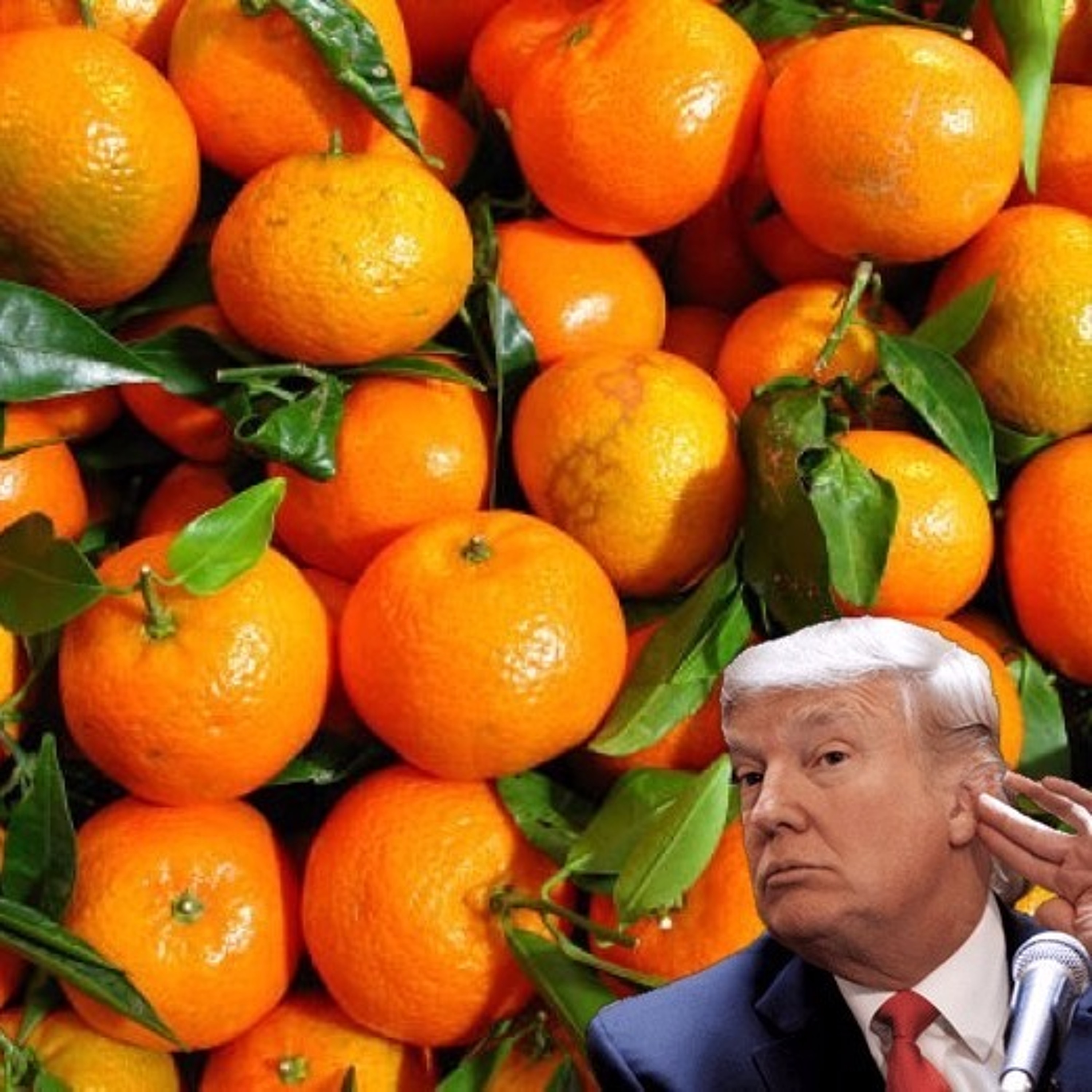 The Bob Cesca Show: Oranges episode artwork