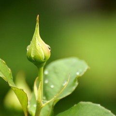 Trandafirul incapatanat