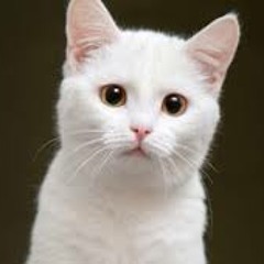 Cat Mashup x luisy 44 (Azazal - I said meow X Desmeon - Hellcat)