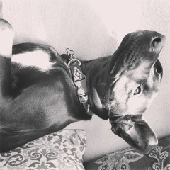 Penny, Why Do You Eat Everything? (Disquiet0379)