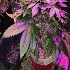 vvitch ritual03 // rick&morty // 2PAC - STARIN' THROUGH MY REARVIEW 1997