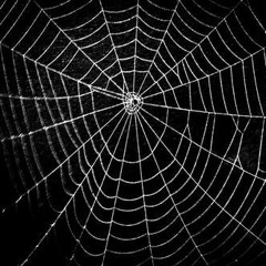 Web