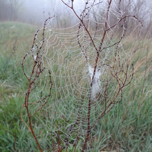 The fog, the spider and the bluethroat