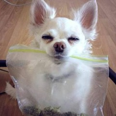 Boludeando Con Mi Perro