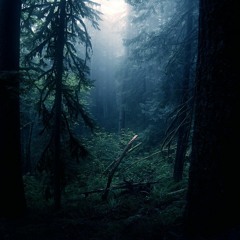 ФОТО НА ПАМЯТЬ - ТРАНКИ