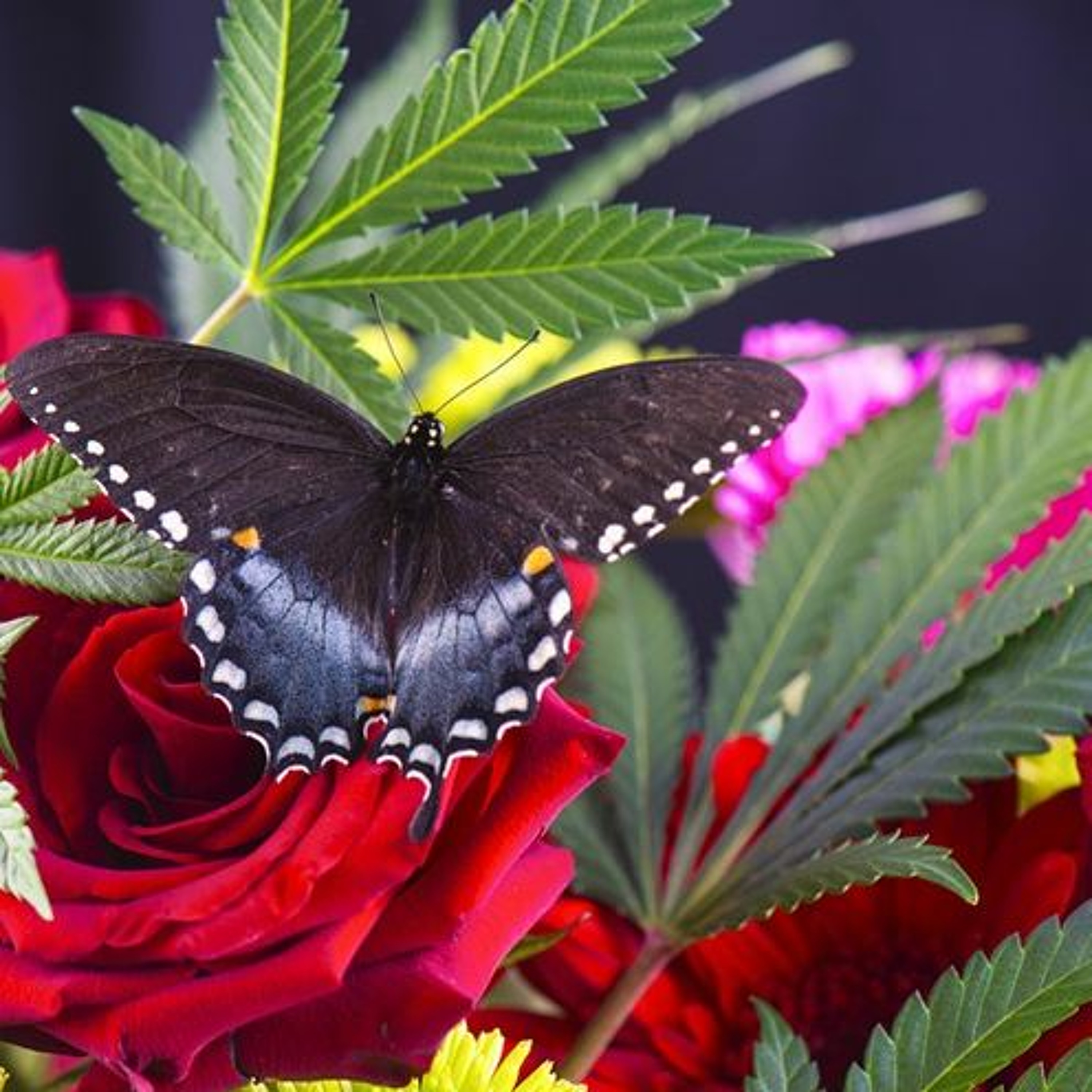 Butterfly Weed episode artwork