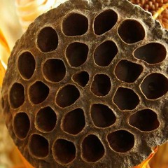 Trypophobia disquiet0379