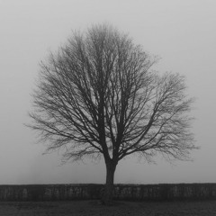 DÄNTE - Gris ( StudioYouts )