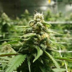 High sein heißt frei sein