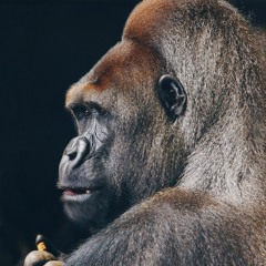 Gorilla Mountain