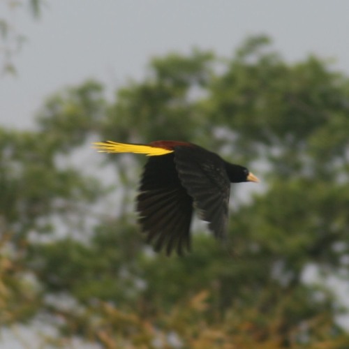 Phonography : Crested Oropendola, tropical Forest, Sierra Nevada(11.124958, -74.111068)