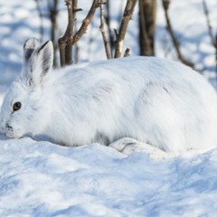 Lokkito Flow - Snow Bunny (Prod. By Emo)