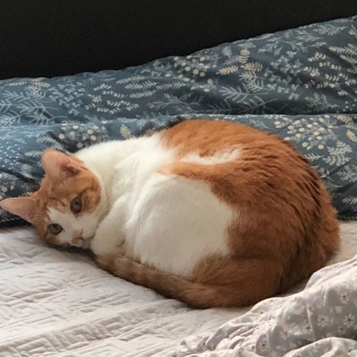 호옹