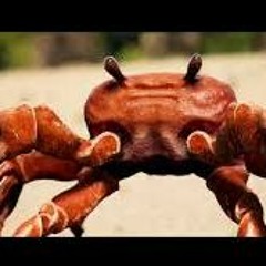 Crab Rave (Mixer Remix)