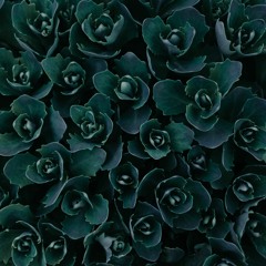 Playmobeats x Fine - Spring