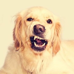 Essa Cadela è Minha Donzela - Mc DIGUINHO, Mc GL (Two Maloka) 2019