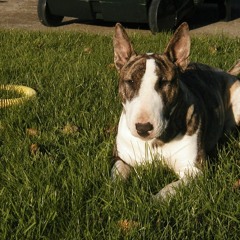 RESONANT V - If Dogs Run Free, Then Why Not We (VINYL MIX)