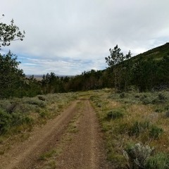 Wind in the trees 180707