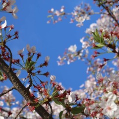 赤いスイートピー