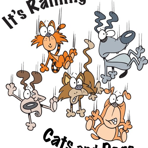 It's Raining Cats And Dogs - Preview