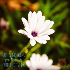 Guten Morgen der Frühling ist da (Playback)