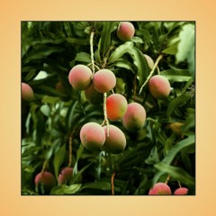 mango.trees (2000 FOLLOWERS GIFT IN DESC.)