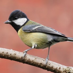 Warning - This Great Tit is Reversing