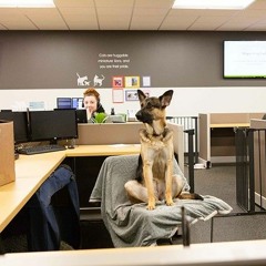 What It's Like to Work in an Office with 300 Dogs in It