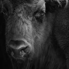 Mística Bruta - Cómo puedo ver