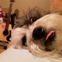 Catfished IRL demo***