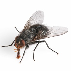 flies instrumental